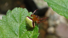 Araneus viridiventris