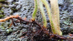 Pyrrosia linearifolia