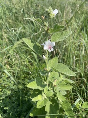 Althaea