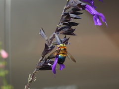 Xylocopa micans