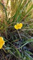 Eschscholzia lobbii