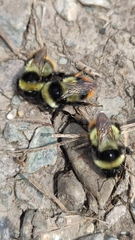 Bombus cullumanus