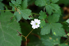 Geranium versicolor