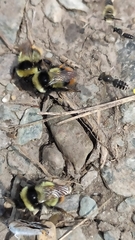 Bombus cullumanus