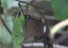 Euploea tulliolus