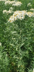 Achillea salicifolia