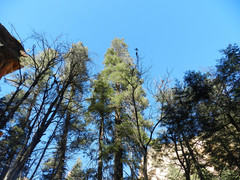 Pseudotsuga menziesii glauca