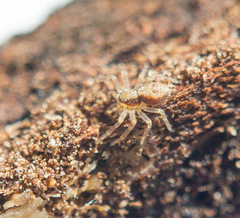 Philodromus rufus