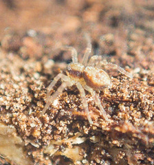 Philodromus rufus