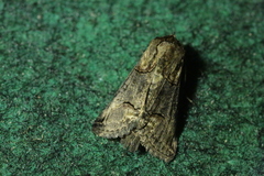 Abrostola triplasia