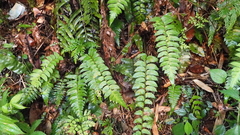 Polystichum lepidocaulon