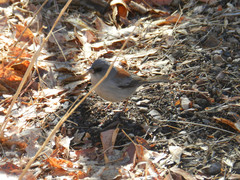 Junco hyemalis dorsalis