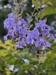 Duranta erecta