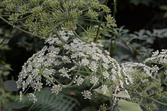 Angelica venenosa