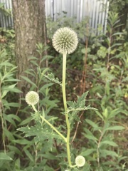 Echinops exaltatus