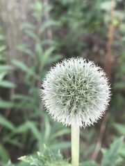 Echinops exaltatus