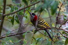 Melanerpes striatus