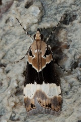 Eudonia aspidota