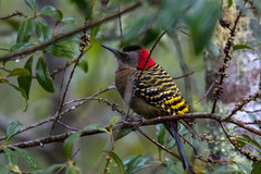 Melanerpes striatus