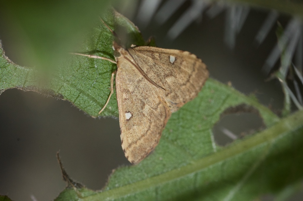 Dusky Nettle Triangle