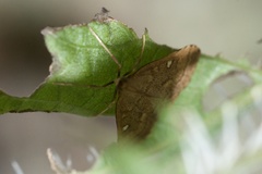 Udea marmarina