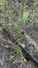 Lepidium densiflorum