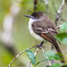 Stolid Flycatcher - Photo (c) Maribel Armenteros, some rights reserved (CC BY-NC), uploaded by Maribel Armenteros