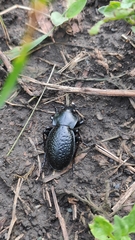 Carabus hungaricus cribellatus