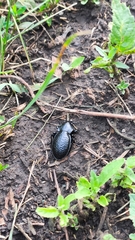 Carabus hungaricus cribellatus