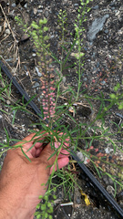 Lepidium densiflorum