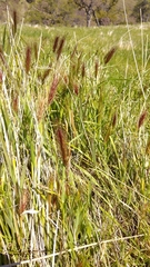 Hordeum murinum leporinum