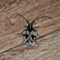 Blepephaeus succinctor