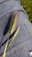 Hordeum murinum leporinum
