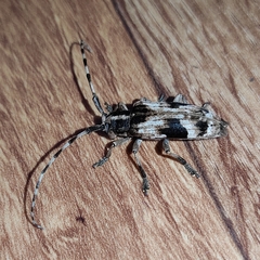 Blepephaeus succinctor