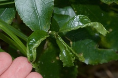 Aceria melicyti
