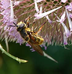 Callicera aurata