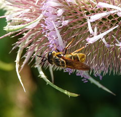 Callicera aurata