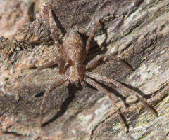 Philodromus rufus
