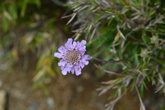 Scabiosa lacerifolia