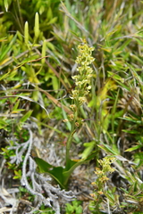 Platanthera longibracteata