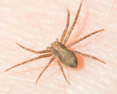 Philodromus rufus