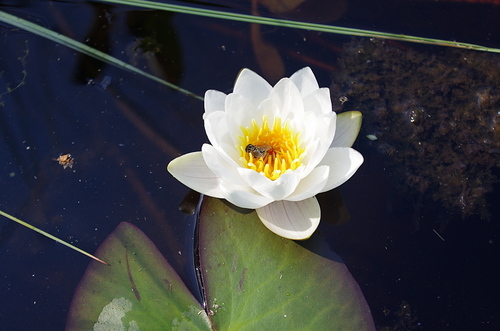 Pygmy waterlily (Nymphaea tetragona)
