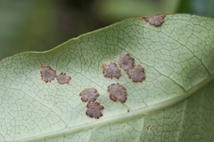 Puccinia coprosmae