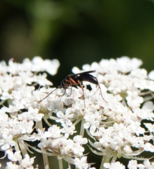Agenioideus cinctellus