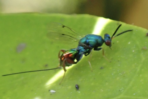 Torymus calcaratus