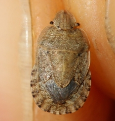 Sciocoris macrocephalus