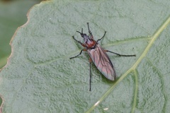 Dilophus nigrostigma