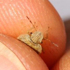 Sciocoris macrocephalus