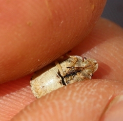 Sciocoris macrocephalus