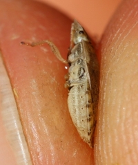 Sciocoris macrocephalus